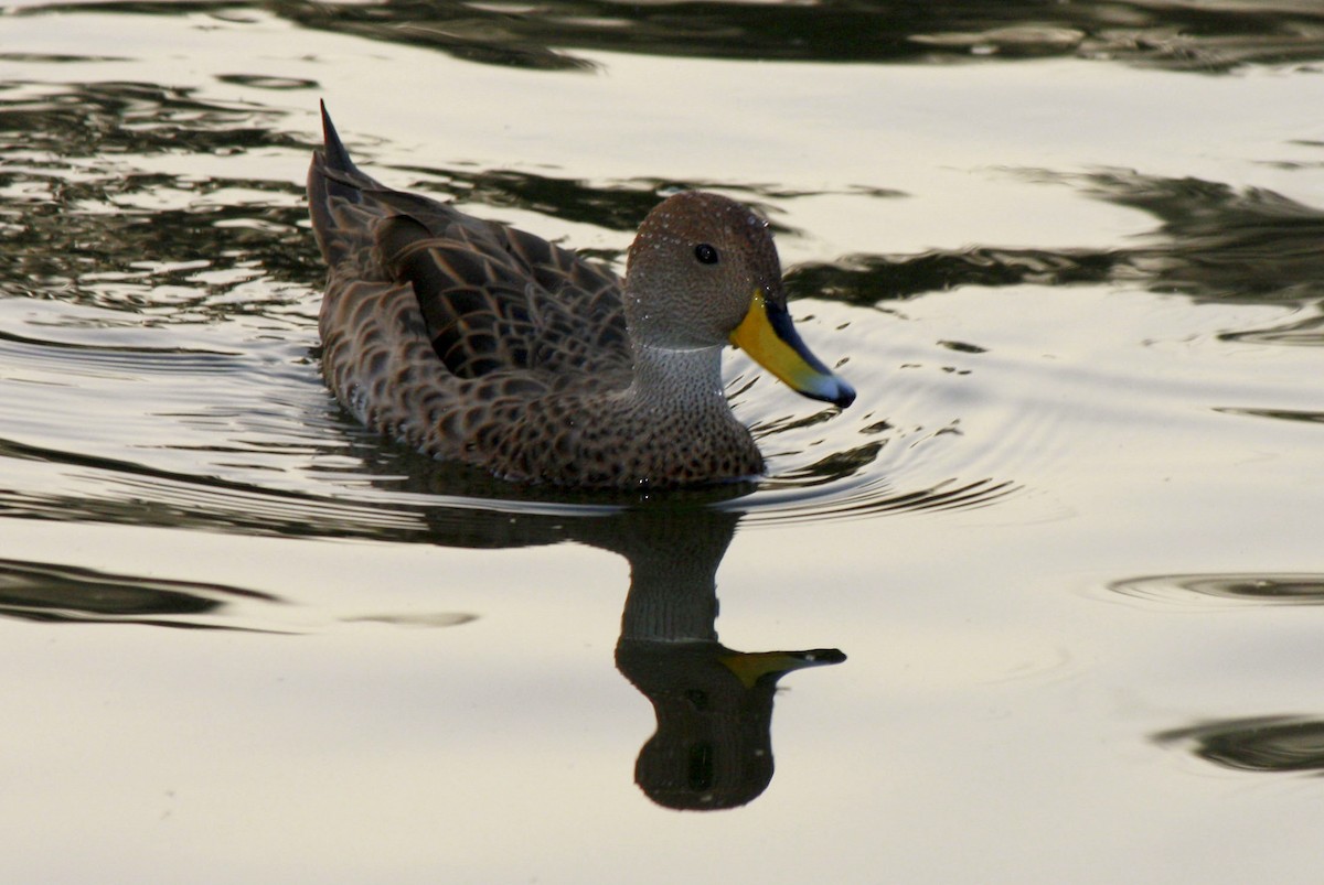Yellow-billed Pintail - ML645213402