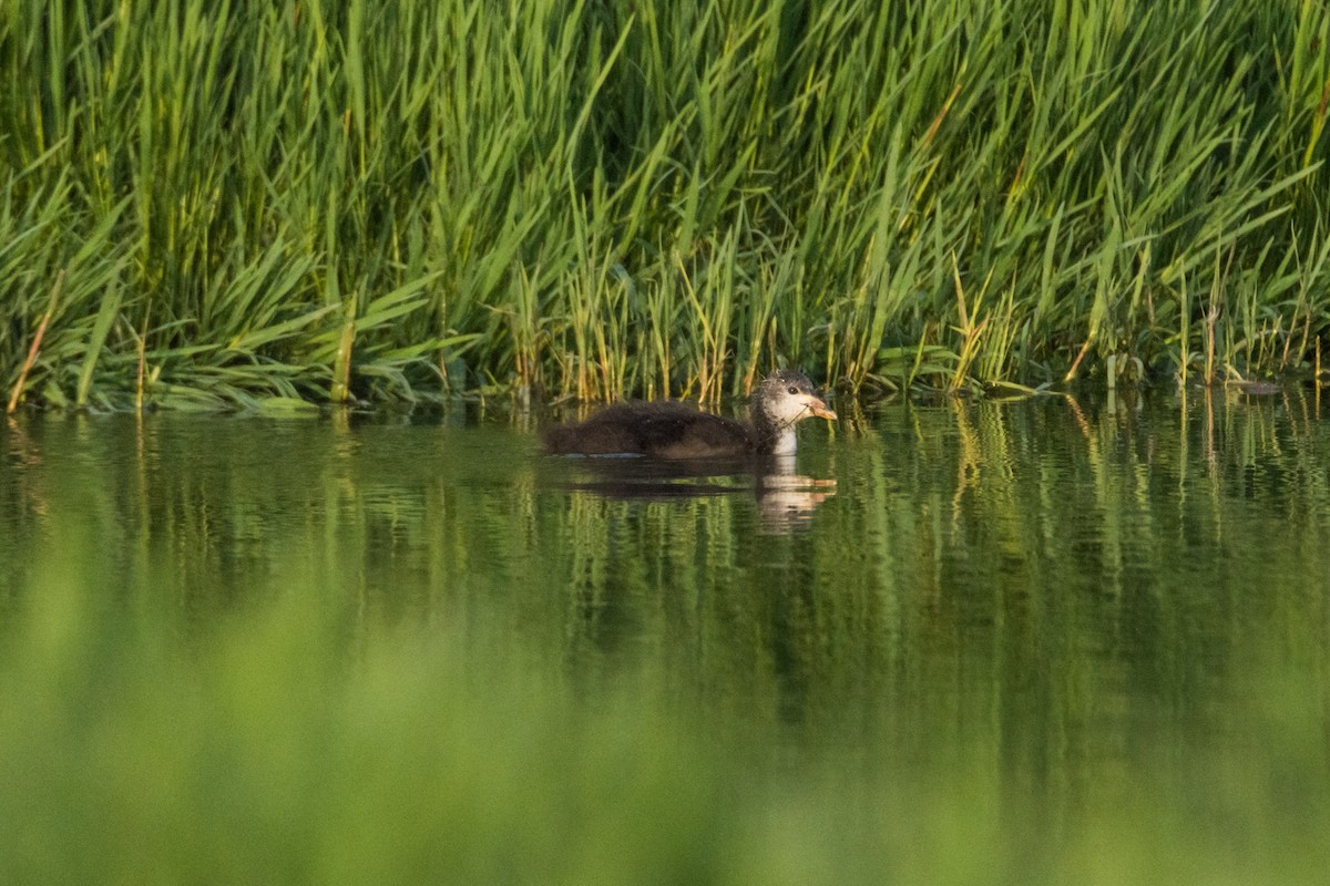 白冠雞 - ML645213403