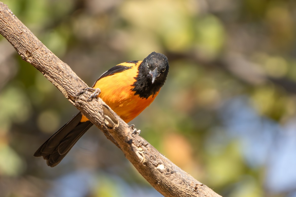 Campo Troupial - ML645213404