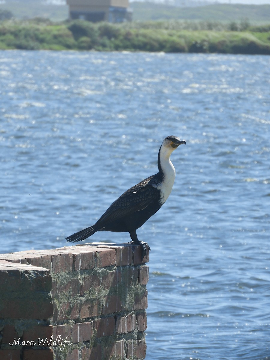 鸕鷀 - ML645213405