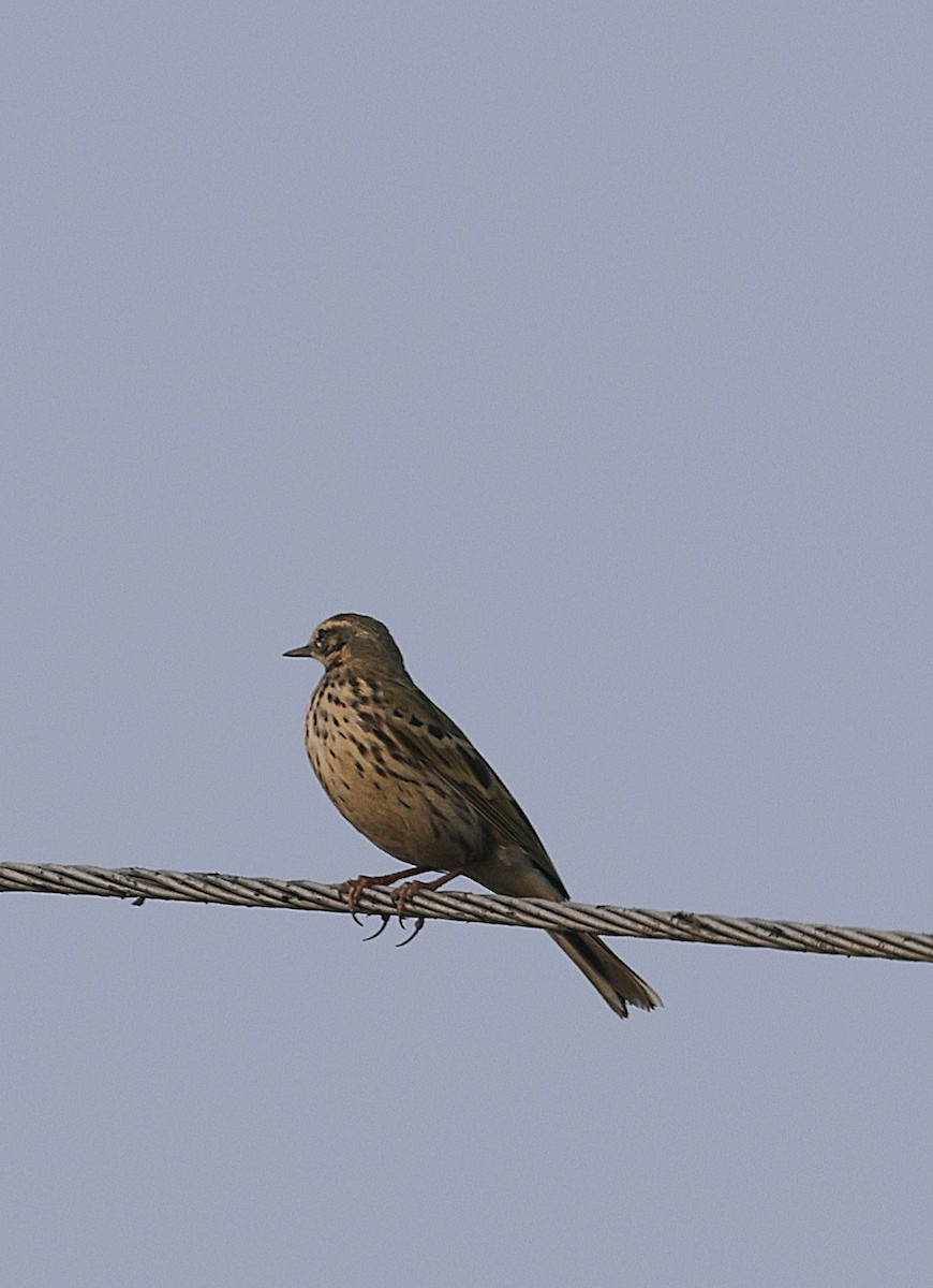 粉紅胸鷚 - ML645213407