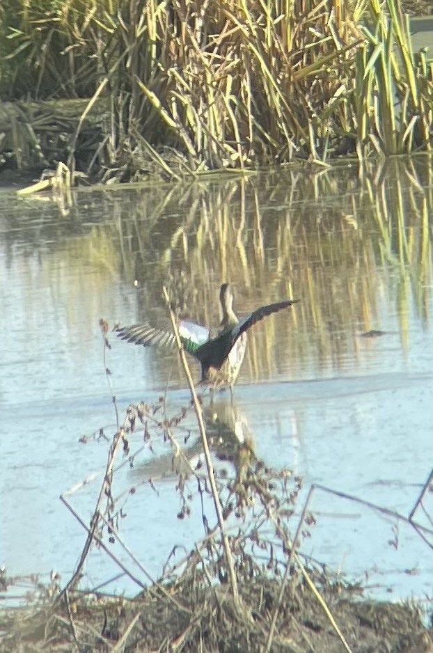 Cinnamon Teal - ML645213412