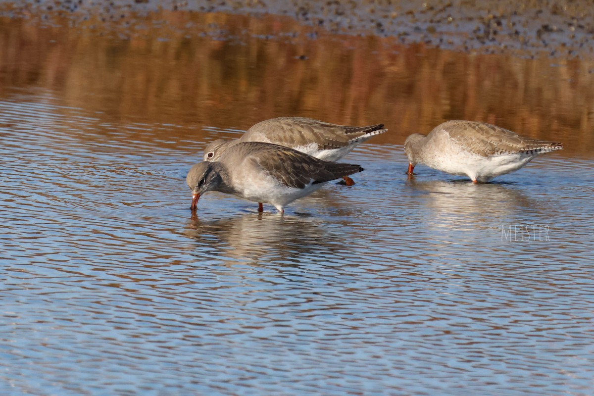鶴鷸 - ML645213413