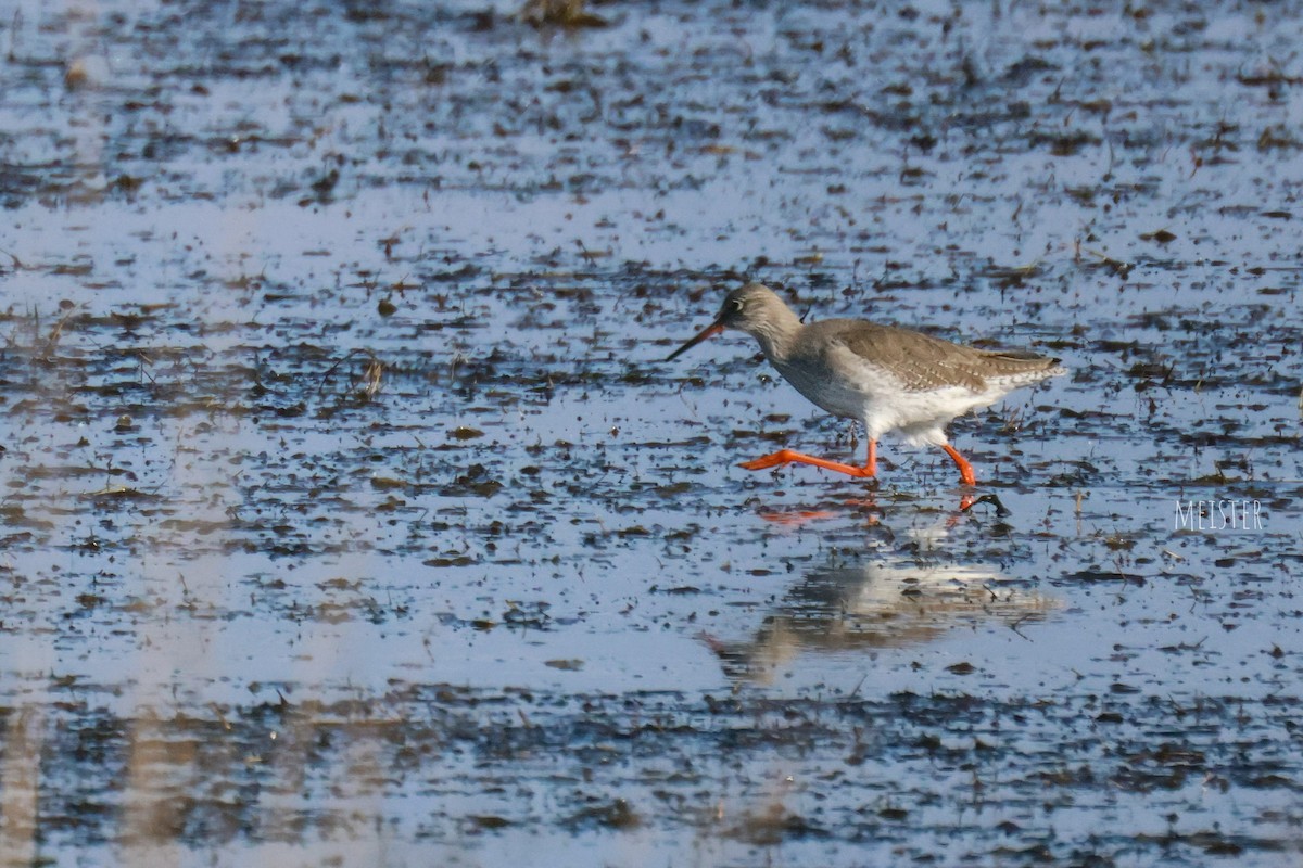 鶴鷸 - ML645213414