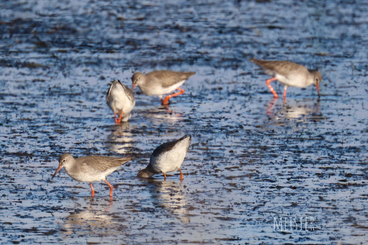 鶴鷸 - ML645213415