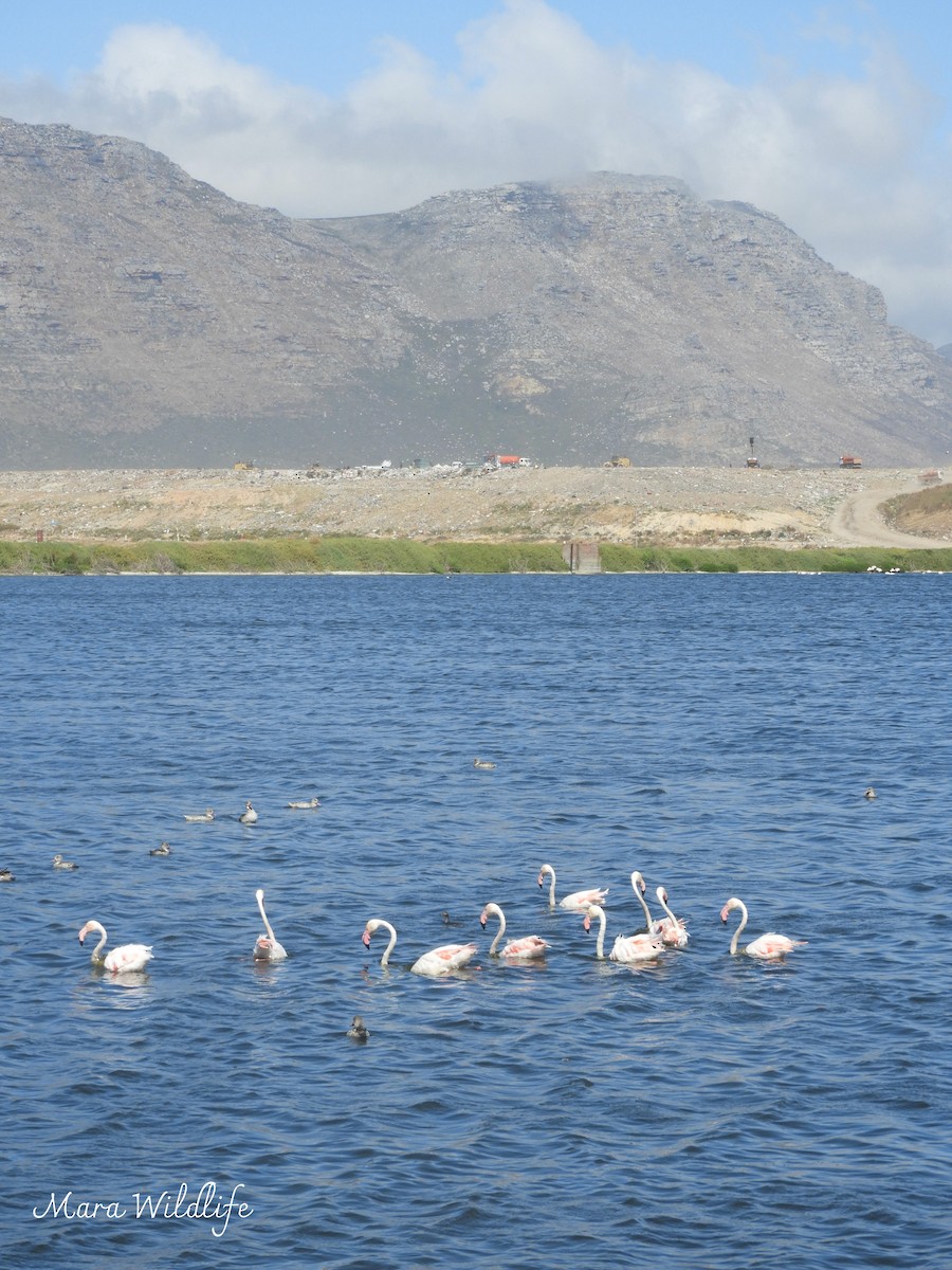 大紅鸛 - ML645213420