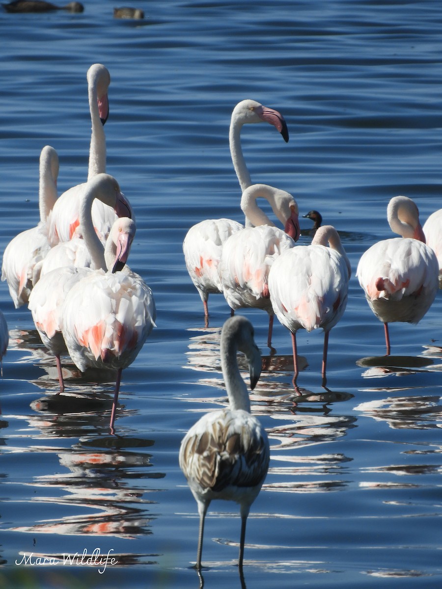 大紅鸛 - ML645213421