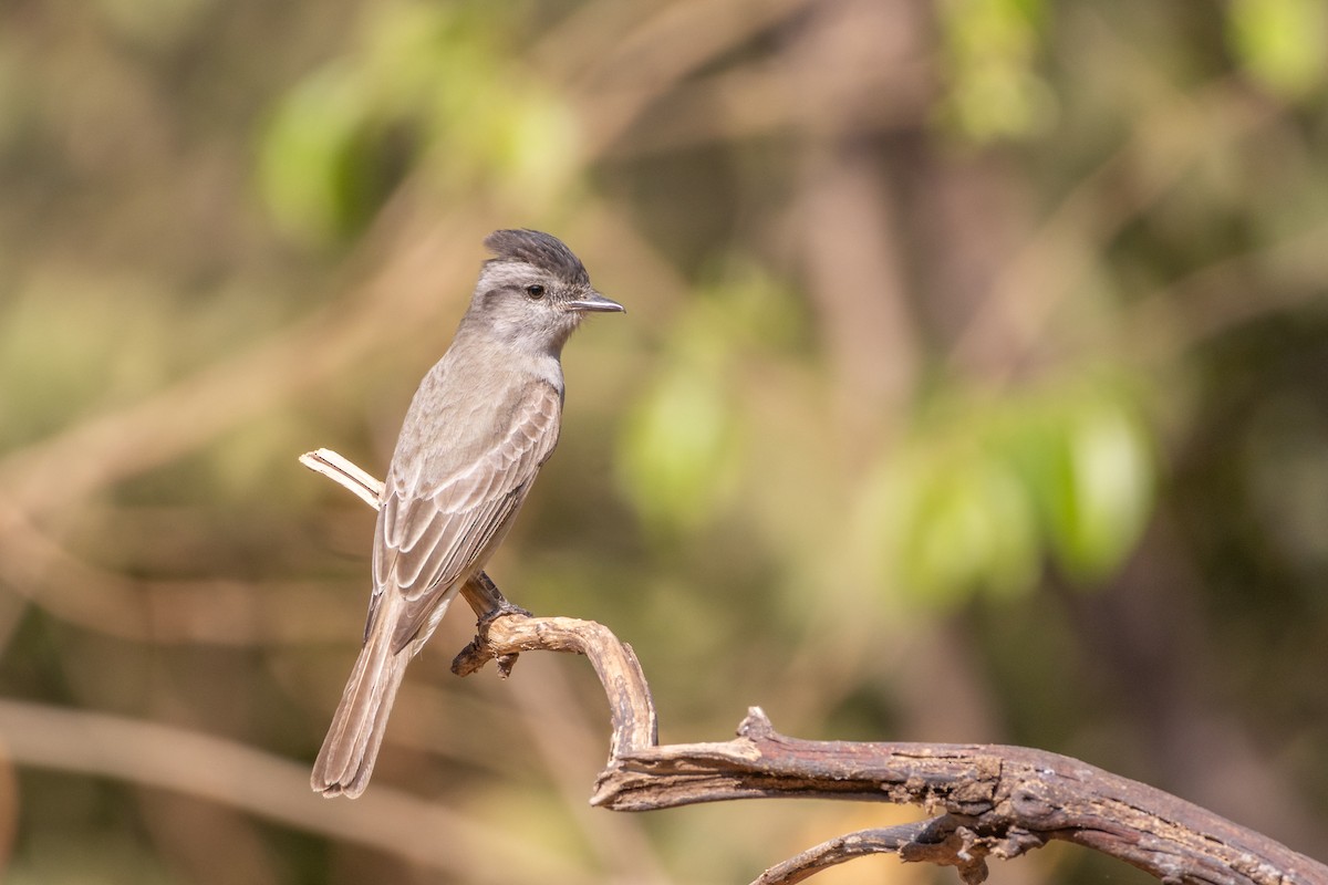 Crowned Slaty Flycatcher - ML645213422