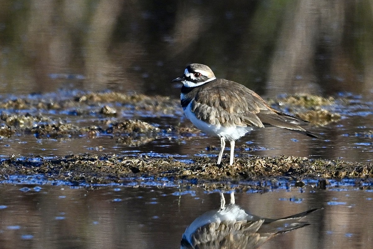Killdeer - ML645213423