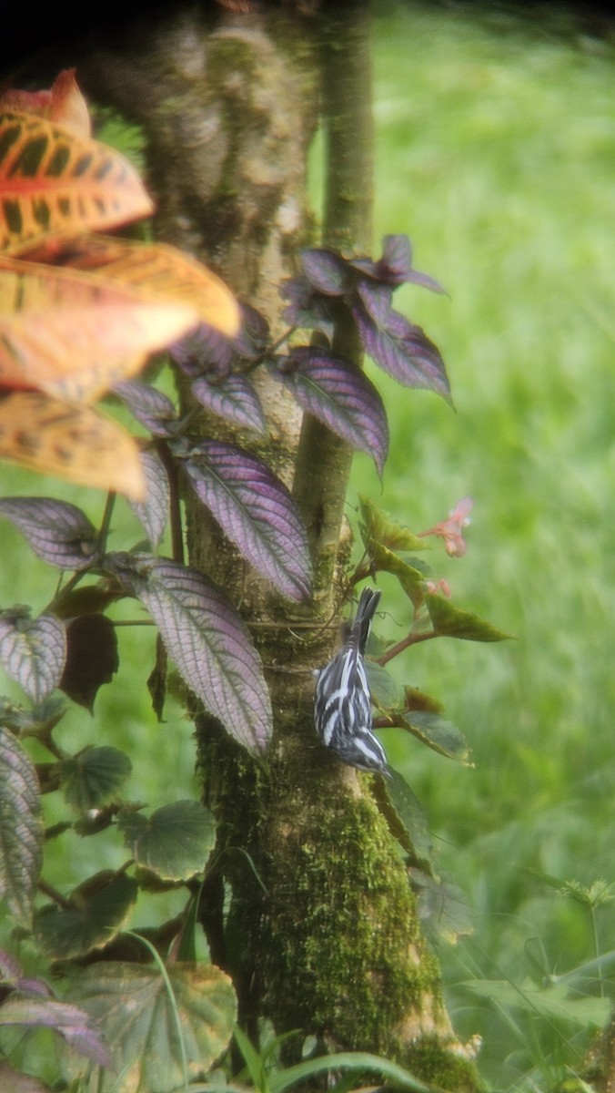 Black-and-white Warbler - ML645213424