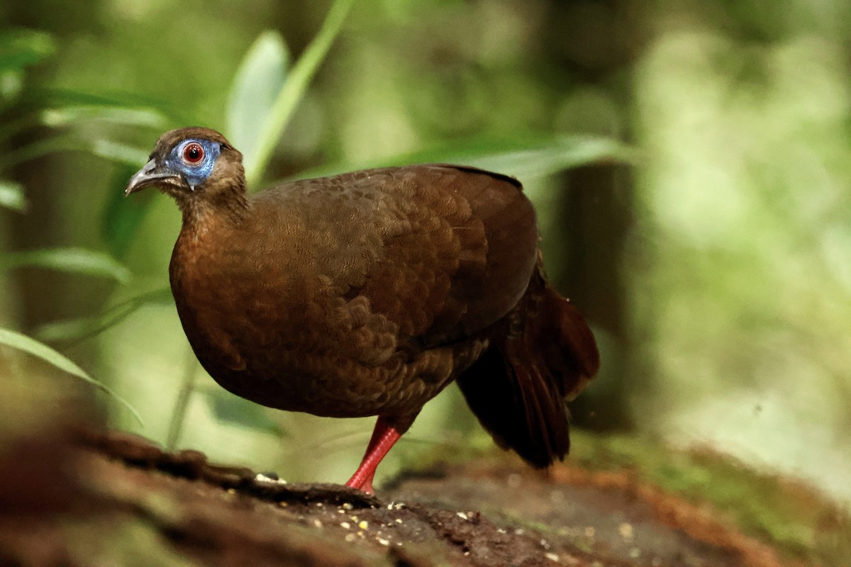 Bulwer's Pheasant - ML645213439