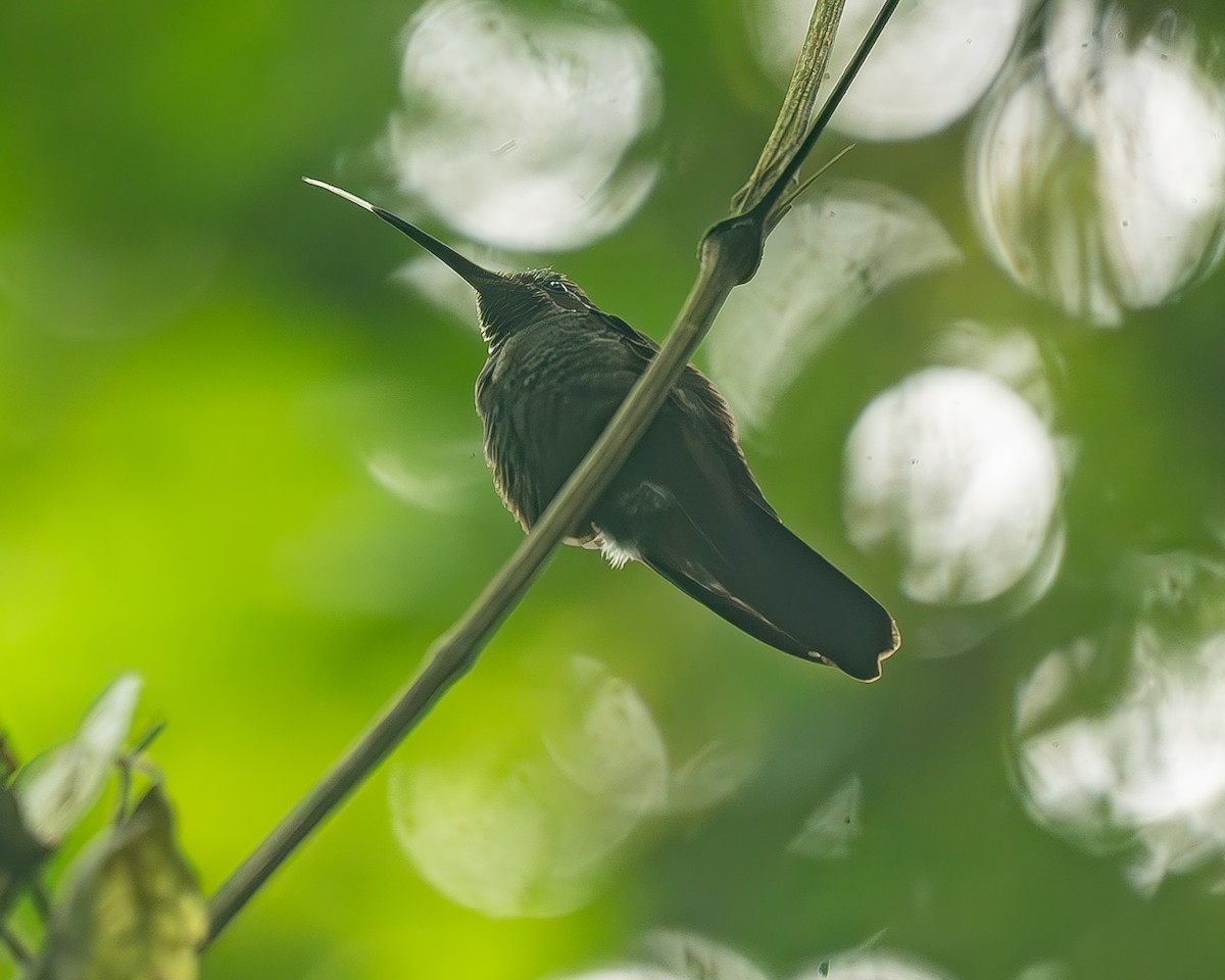 Amethyst-throated Mountain-gem - ML645213454