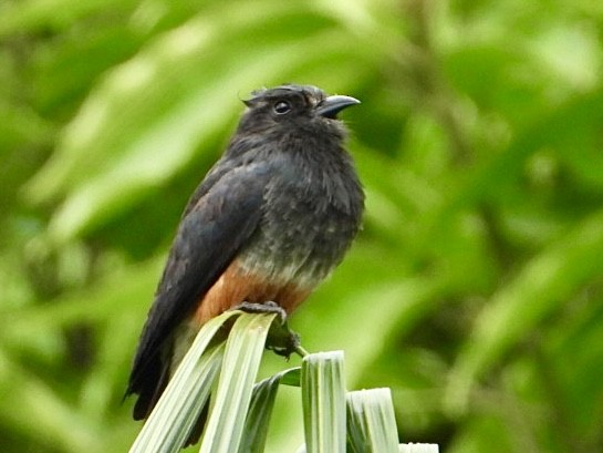 Swallow-winged Puffbird - ML645213462