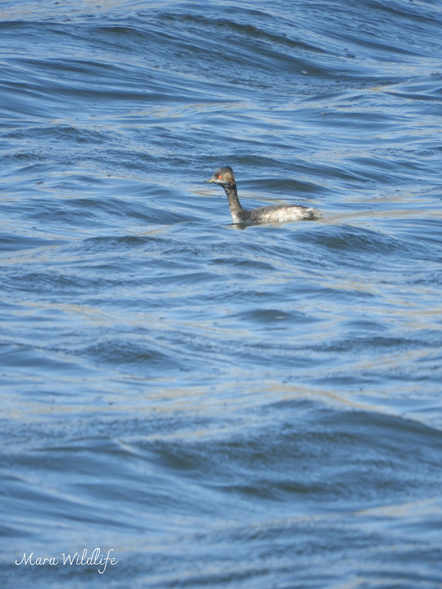 potápka černokrká - ML645213480