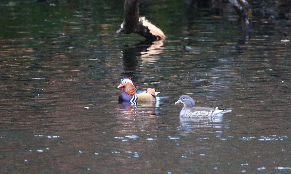 Мандаринка - ML645213484