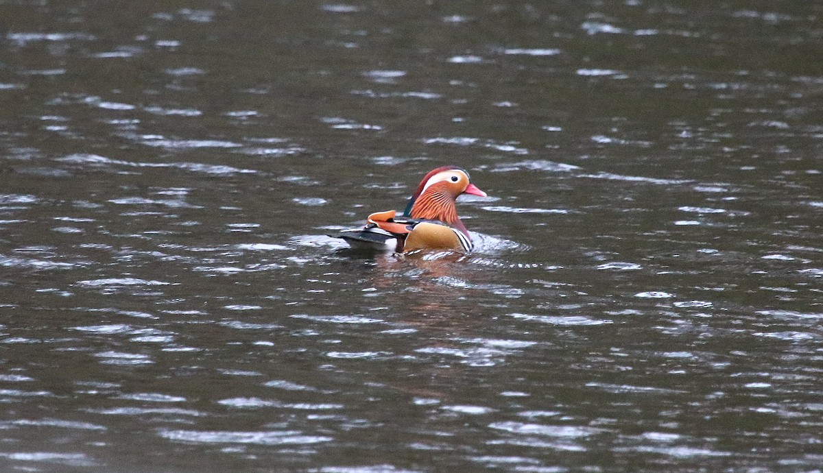 Мандаринка - ML645213485