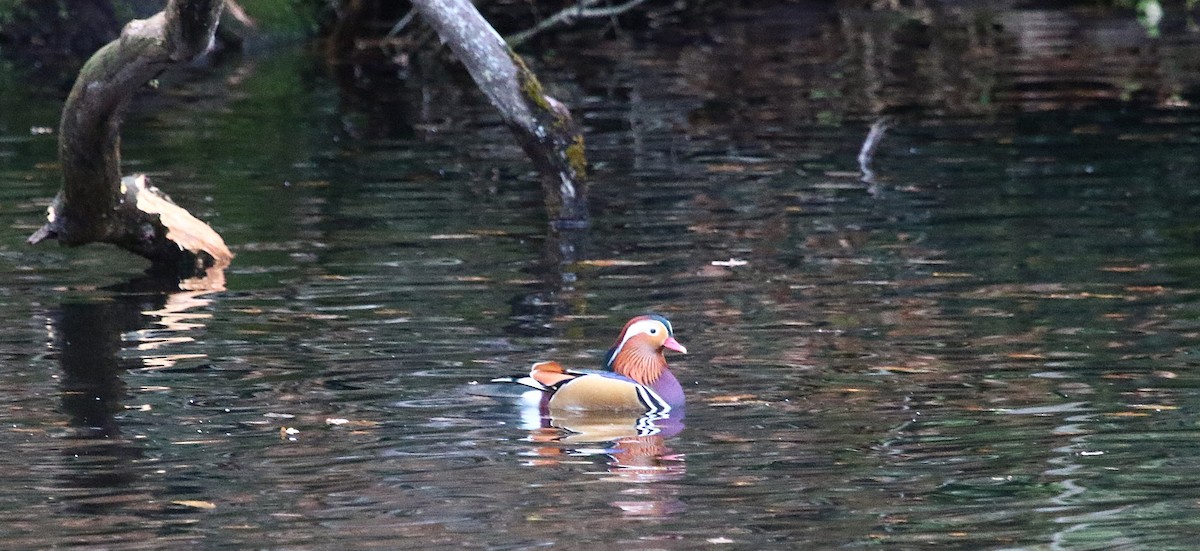 Мандаринка - ML645213486