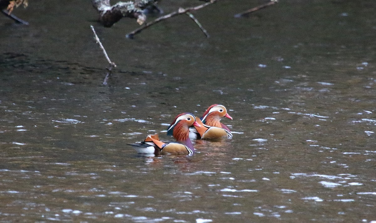 Мандаринка - ML645213488