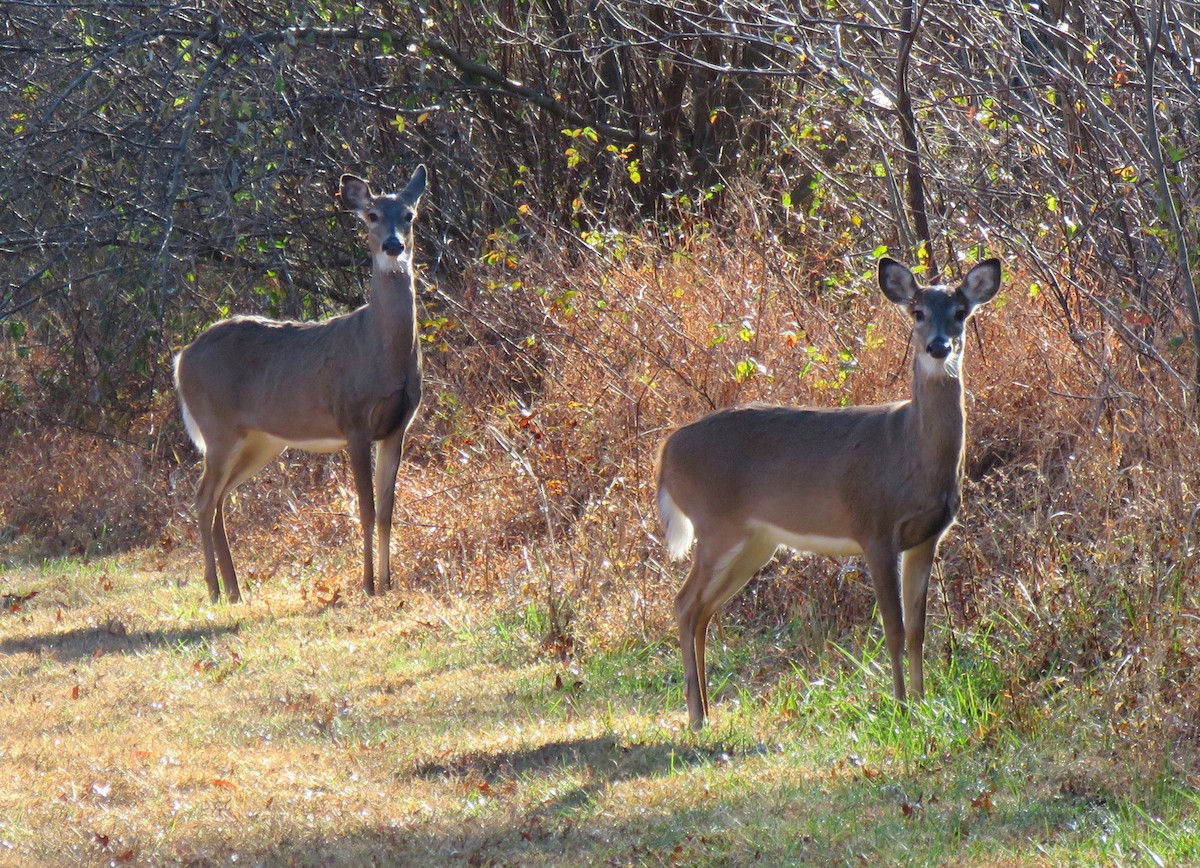 White-tailed Deer - ML645213492