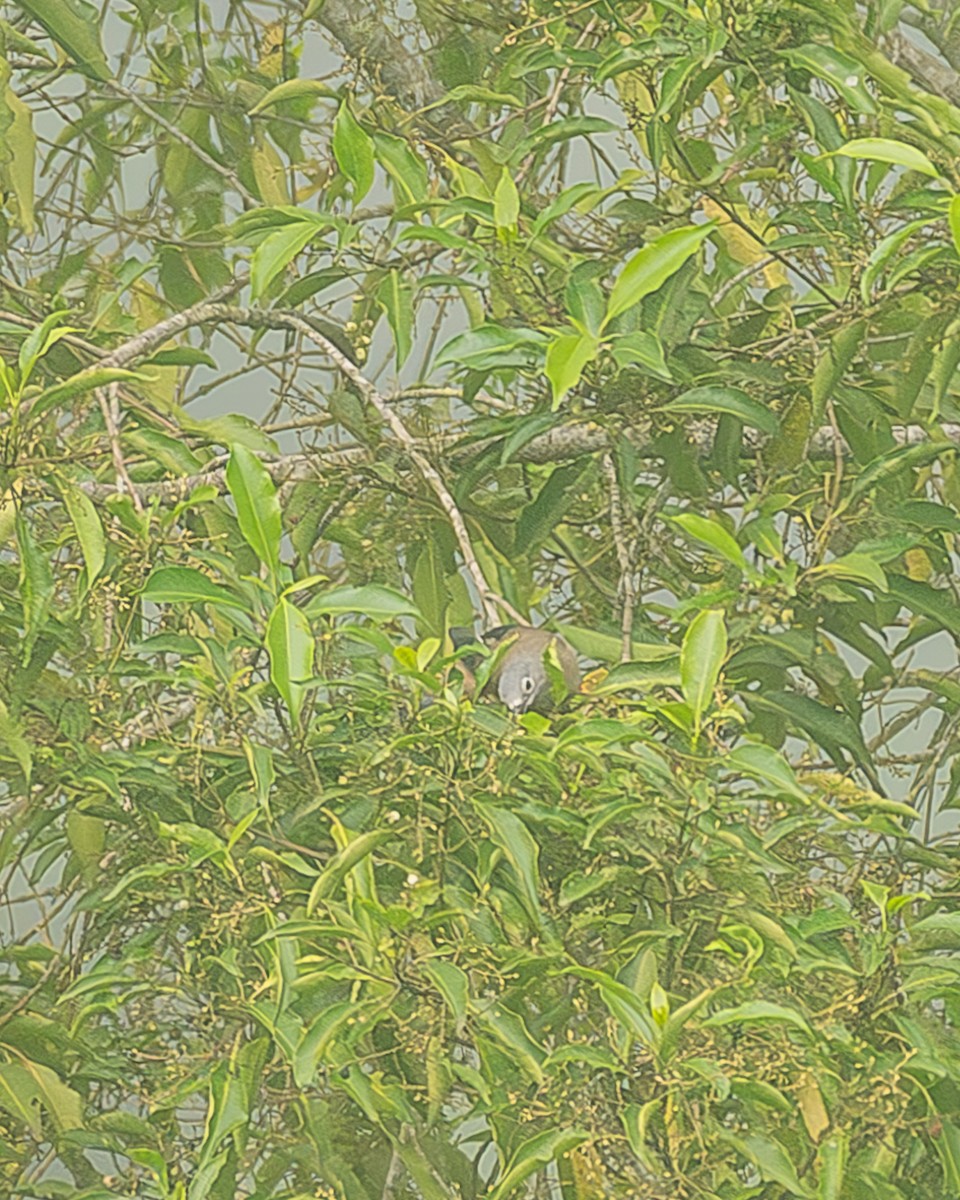 Gray Silky-flycatcher - ML645213494