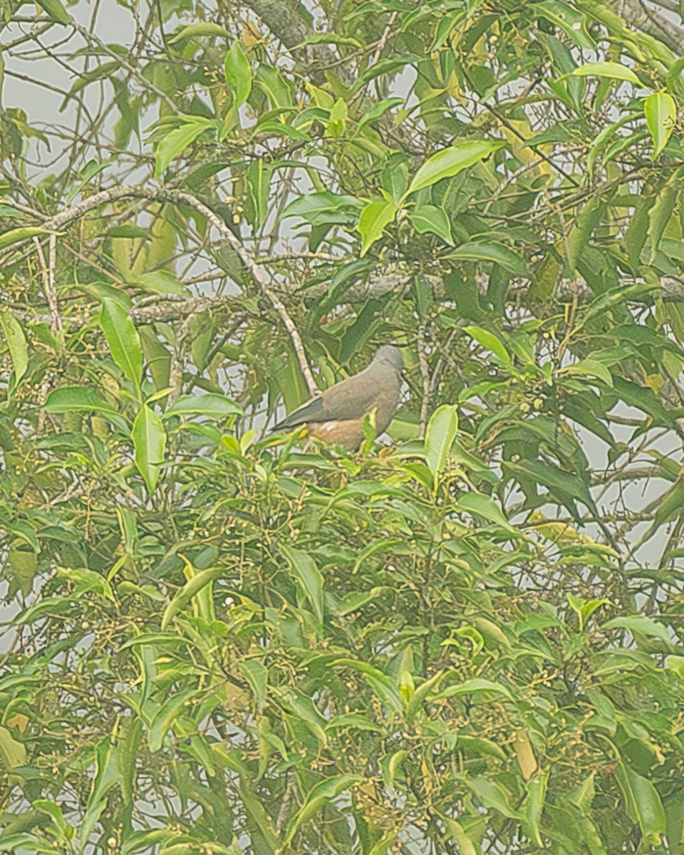 Gray Silky-flycatcher - ML645213495