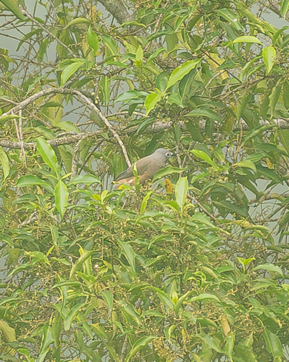Gray Silky-flycatcher - ML645213496