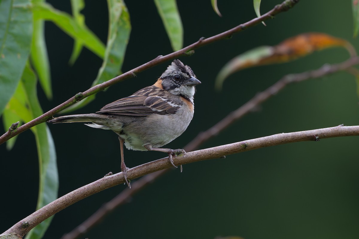 Morgenammer - ML645213498