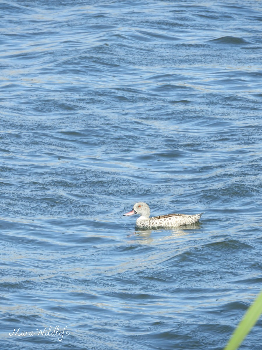 čírka popelavá - ML645213503