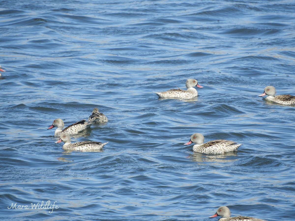 čírka popelavá - ML645213504