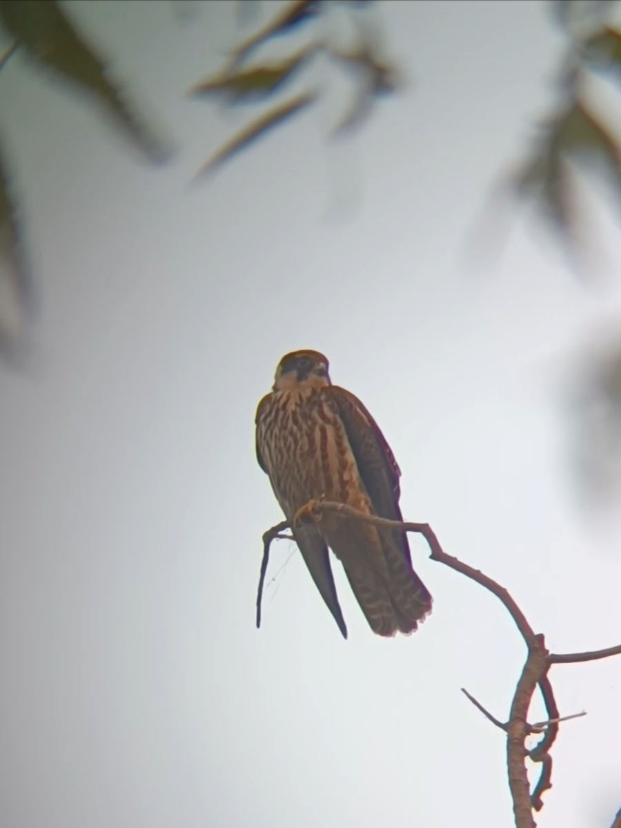 ostříž lesní - ML645213505