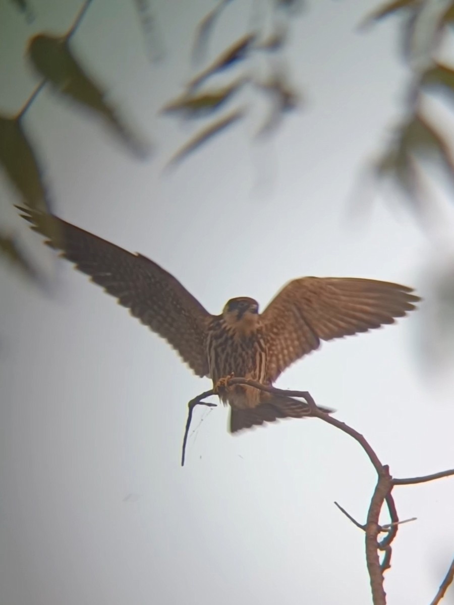 ostříž lesní - ML645213507