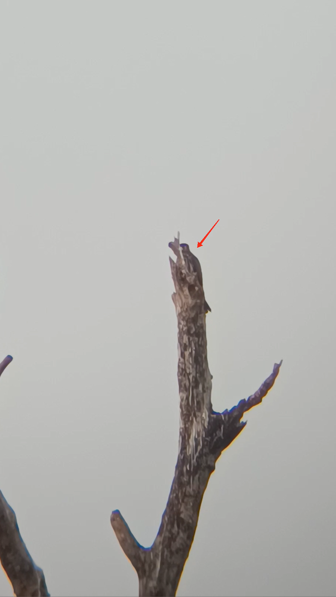 ostříž lesní - ML645213509