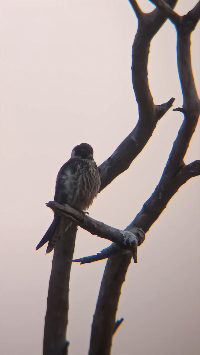 ostříž lesní - ML645213510