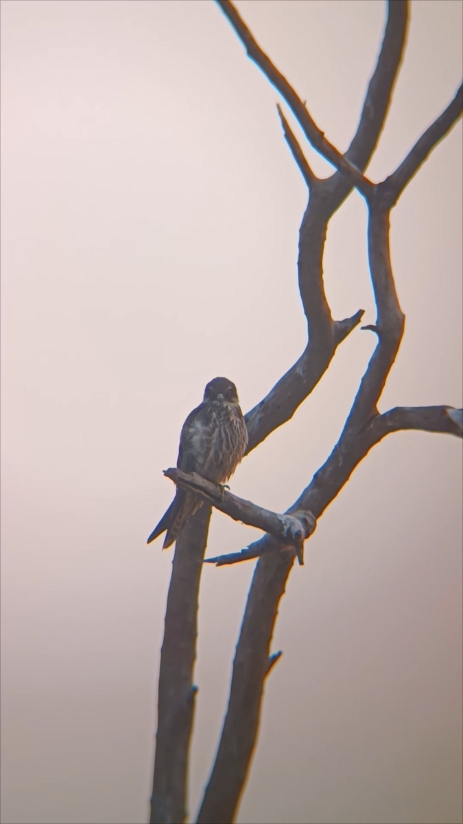 ostříž lesní - ML645213511