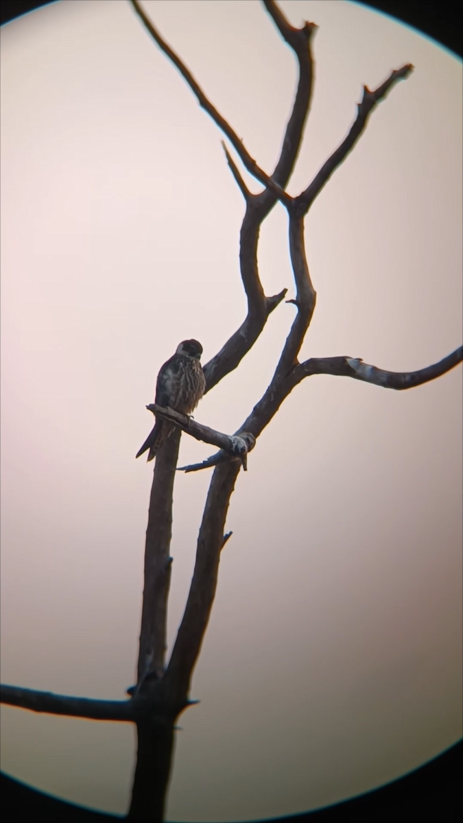 ostříž lesní - ML645213512