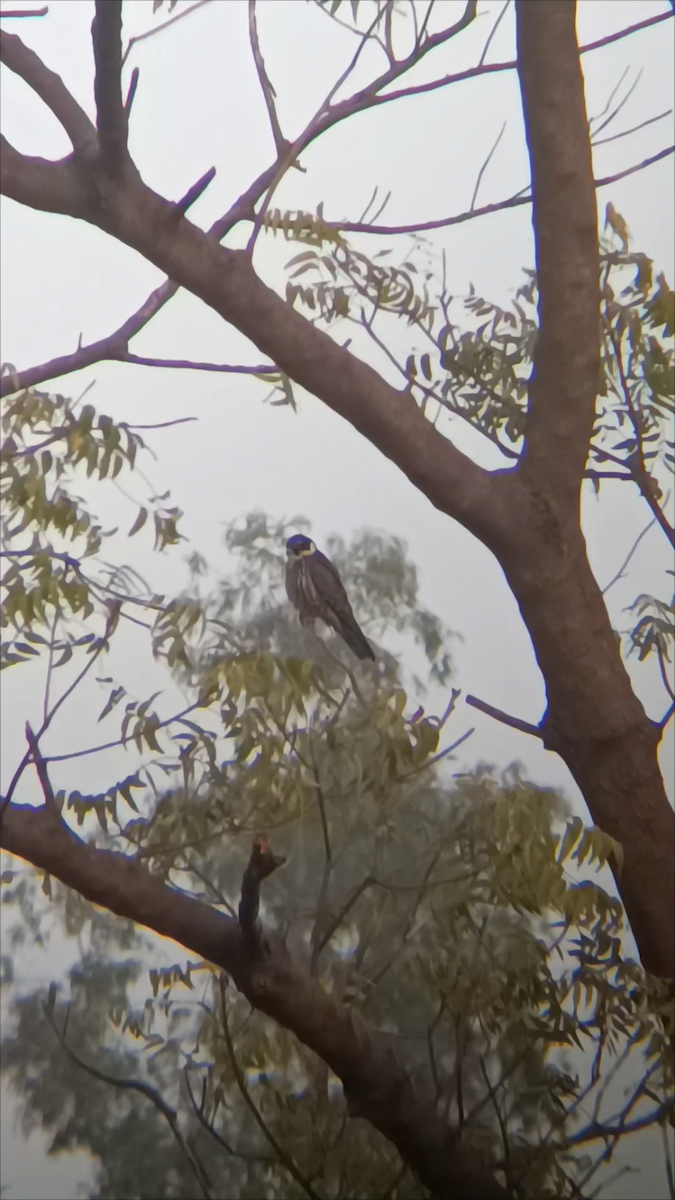 ostříž lesní - ML645213513