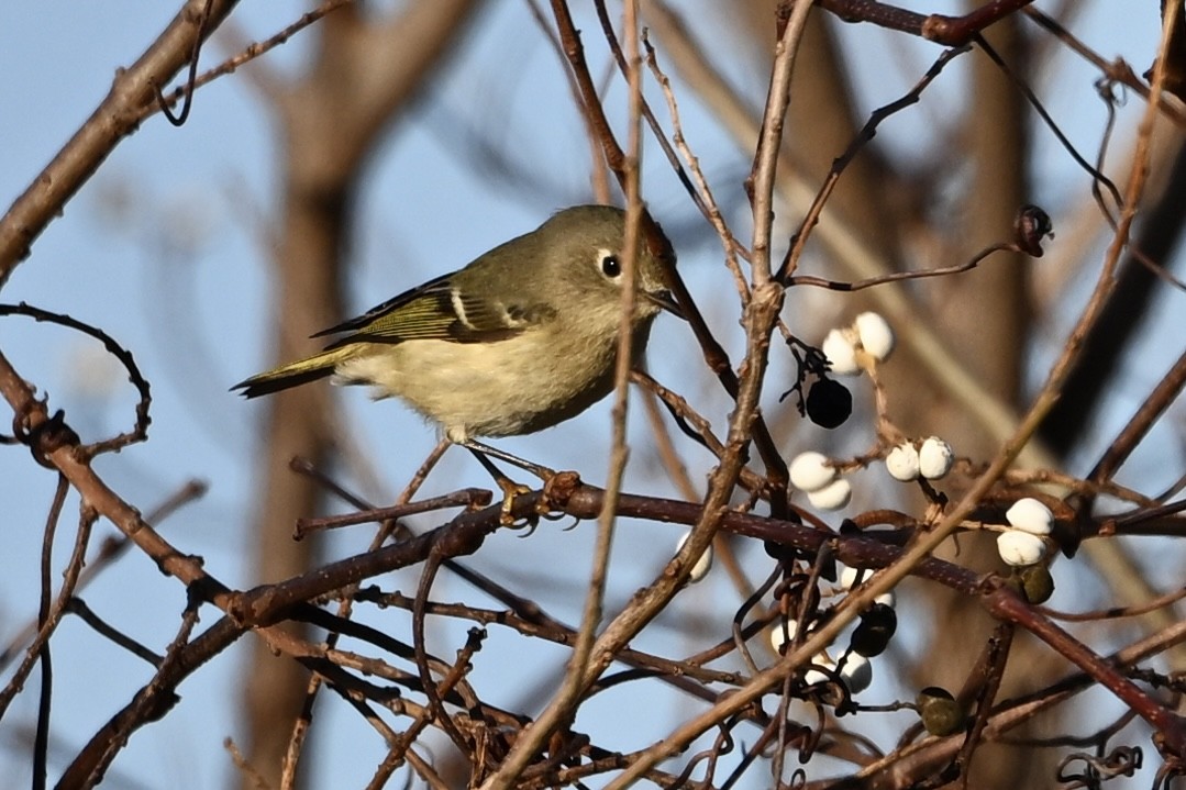 králíček americký - ML645213514