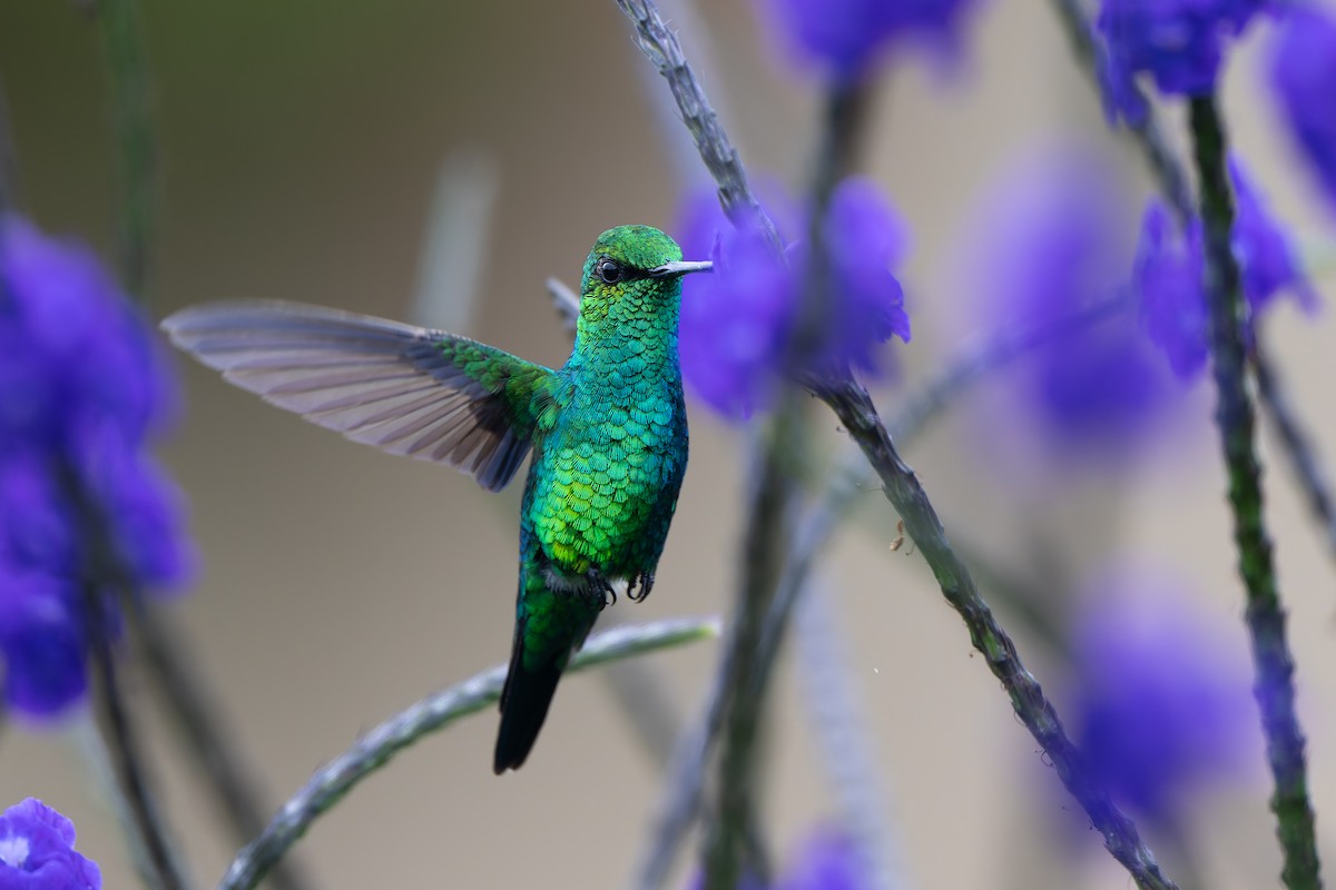 kolibřík blýskavý - ML645213516