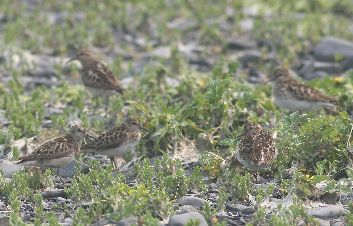 jespák drobný - ML645213518