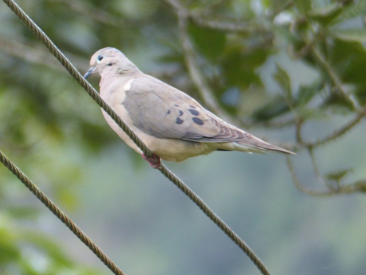 hrdlička černouchá - ML645213520