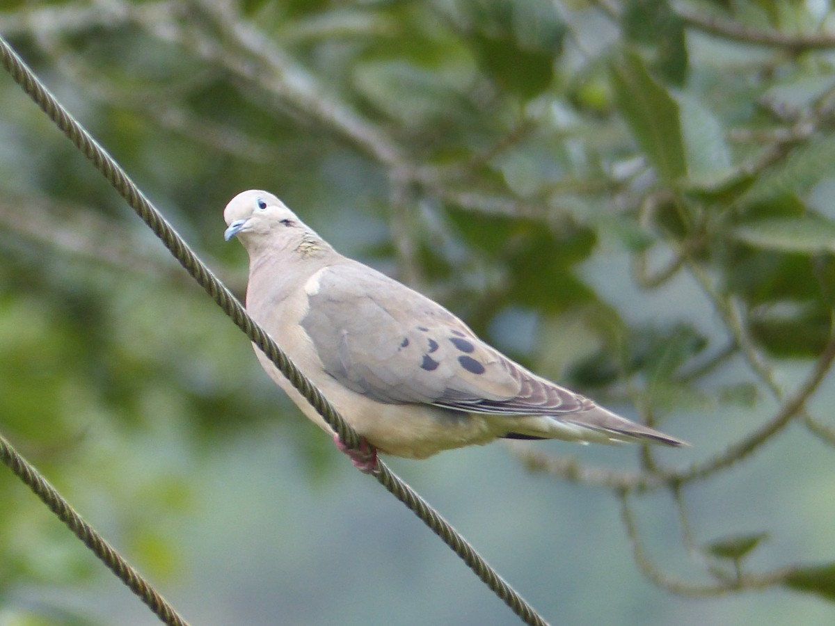 hrdlička černouchá - ML645213521