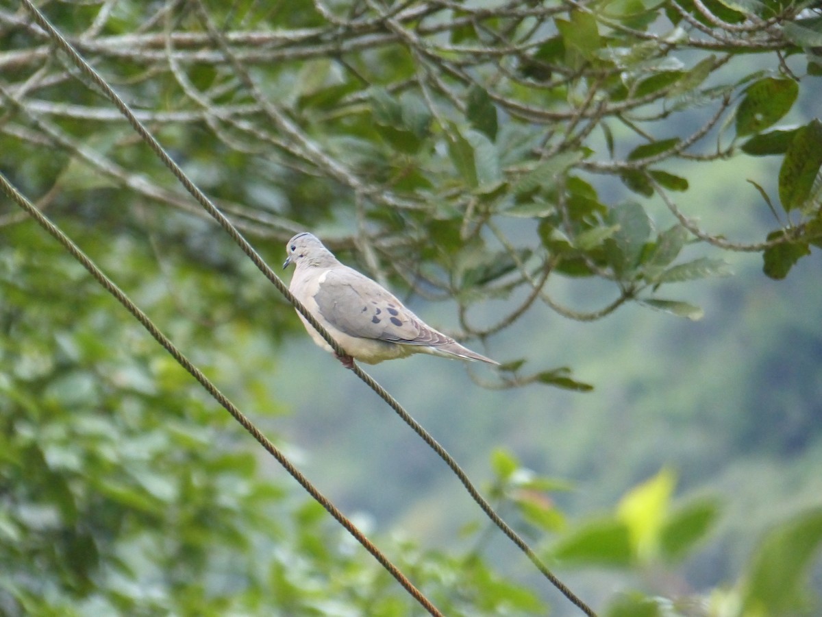 hrdlička černouchá - ML645213522