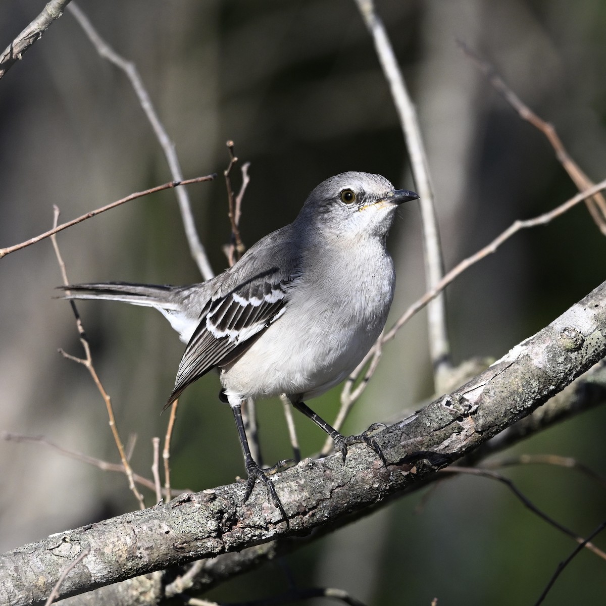 drozdec mnohohlasý - ML645213523