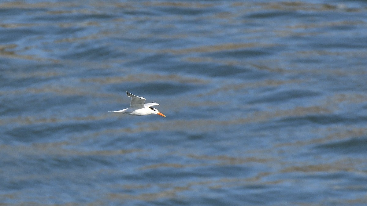 rybák západní - ML645213524