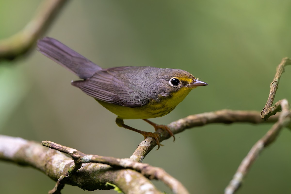 lesňáček kanadský - ML645213525