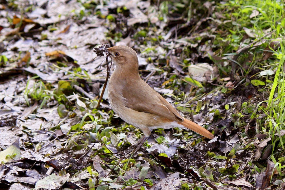 Rufous Hornero - ML645213529