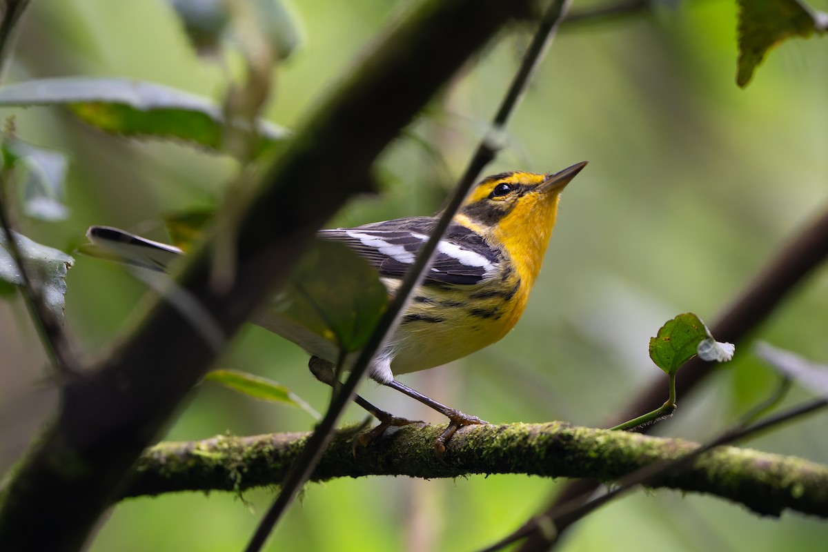 lesňáček jedlovcový - ML645213530