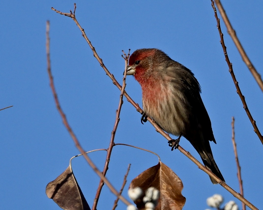 hýl rudoprsý - ML645213533