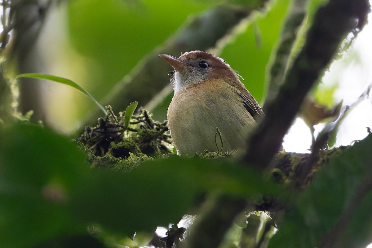 Rufous-naped Greenlet - ML645213534
