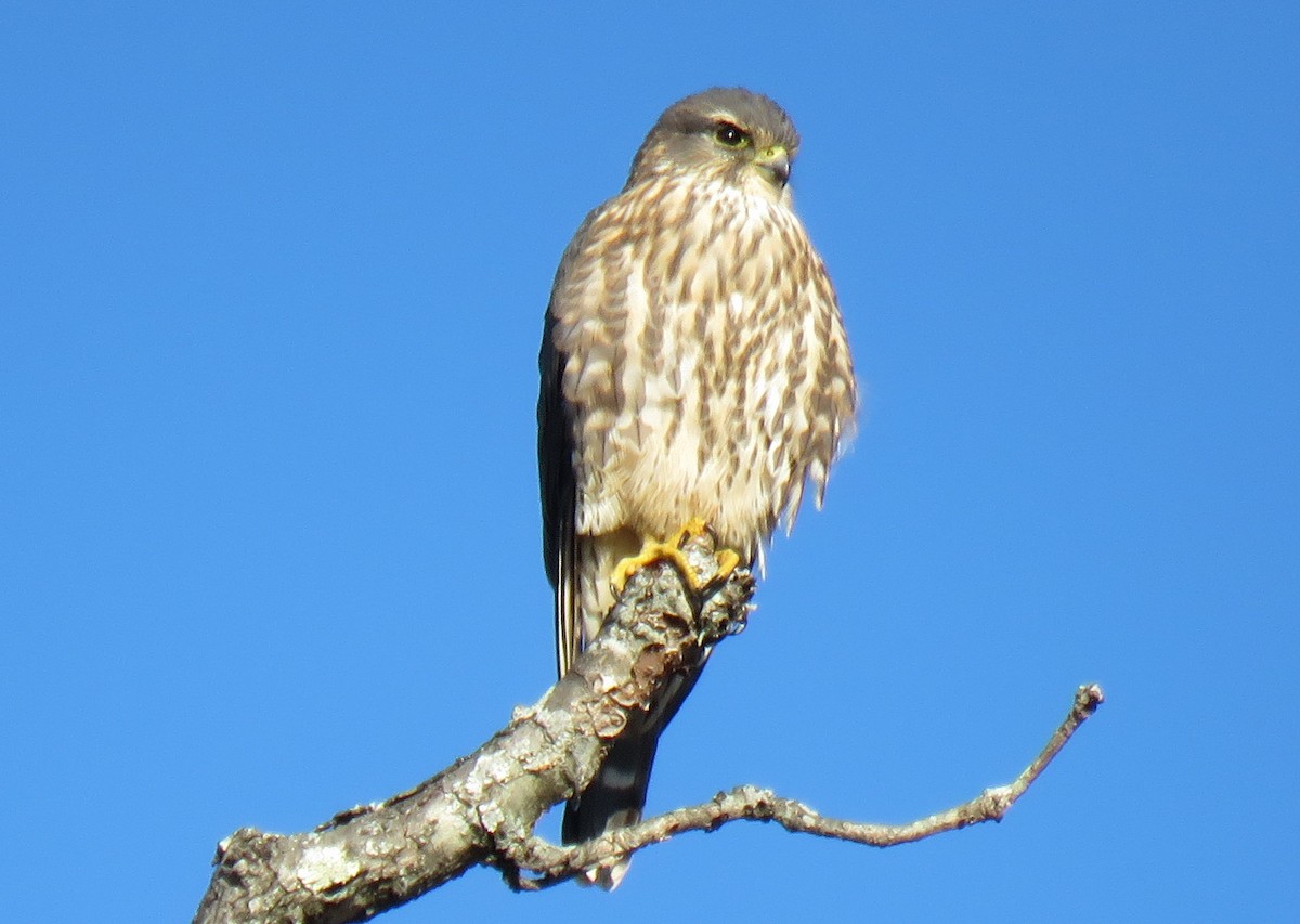 dřemlík tundrový - ML645213535